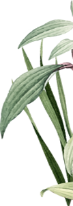 Energy healing for anxiety relief